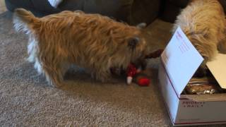 Cairn Terriers Christmas Morning [upl. by Beichner]