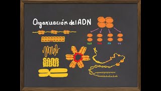 Niveles de Organización del ADN y Cromosoma Histonas nucleosoma y condensación de la cromatina [upl. by Kcinemod]