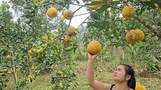 Grapefruit harvesting and gardening  Lizicy [upl. by Lavella]