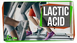 Does Lactic Acid Really Cause Muscle Pain [upl. by Jacy]