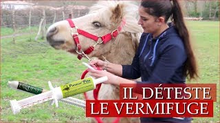 JE GALÈRE A VERMIFUGER MON CHEVAL  Comment rendre ça super facile [upl. by Melodie]