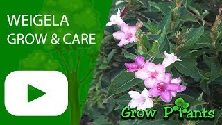 Weigela  grow and care Beautiful flowers [upl. by Iorio]