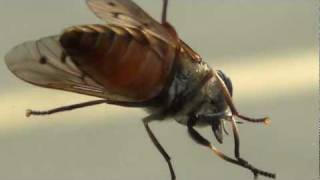 Horsefly close up view High Definition [upl. by Elspet569]