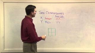 Biology 1107  Gender Chromosomes [upl. by Ennasil]