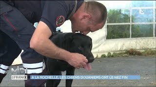 À la Rochelle les chiens douaniers ont le nez fin [upl. by Ppilihp]