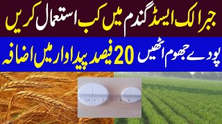 Gibberellic acid spray to increase tillering in wheat field  Kissan Pakistan [upl. by Liv234]