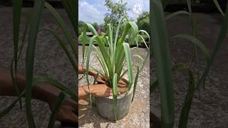 how to grow tuberose rajnighandha shorts rajnigandha flowers [upl. by Wooster122]