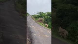 Lion on road Easymed1234 [upl. by Ramad]