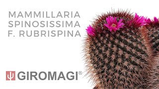 Mammillaria spinosissima f rubrispina [upl. by Nyraf]