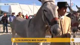 Los burros más guapos [upl. by Hyacinth]