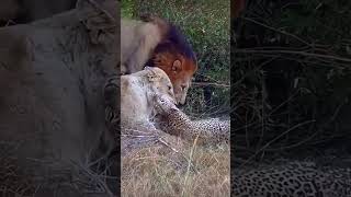 Lions Caught A Leopard🐆😱😳lionhunt leopard wildlion [upl. by Chadburn]