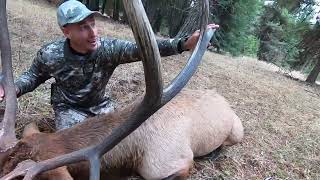 Unbelievable Idaho Elk Hunt Massive Bulls and HeartPounding Action [upl. by Othella907]