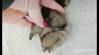 How To Treat An Infected Paw on a Dog [upl. by Eissalc58]