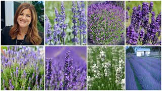 5 Tips to Grow Perfect Lavender [upl. by Grishilda]