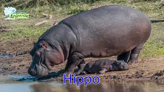 Hippo sound for kids [upl. by Aiek]