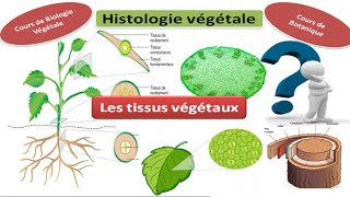 Histologie végétale cours de biologie végétale les tissus végétaux [upl. by Carlota515]