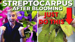 Rejuvenate Tired STREPTOCARPUS for More BLOOMS Step by Step [upl. by Ytsirc]