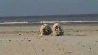 Toby and Terry white Pulis playing on the beach [upl. by Maloney]