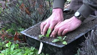 Wild Lettuce Propagation from Volunteers [upl. by Judie]