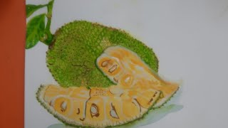 how to draw jackfruit with watercolor vegetabledrawing [upl. by Aztiray]