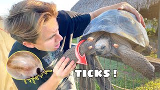 GIANT TICKS FOUND ATTACKING MY TORTOISES  WHAT NOW [upl. by Ayinat705]