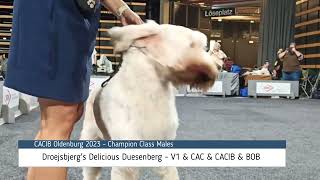 Spinone Italiano Dog Show  CACIB Oldenburg 2023 [upl. by Clute390]