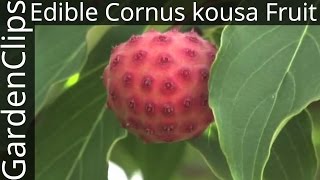 Edible Cornus kousa fruit  Edible fruit of Korean or Japanese Dogwood [upl. by Yasmin]