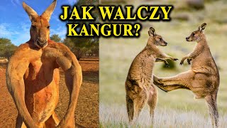 KANGUR  Umięśniony Kickboxer z Australii [upl. by Saleme]