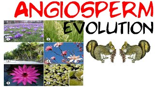 Angiosperm evolution [upl. by Manny]