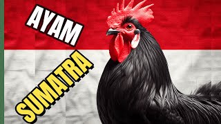 Discover the Ayam Sumatra Indonesias Rare Chicken Breed [upl. by Cedric284]