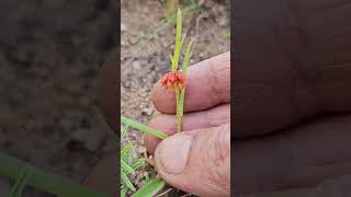 Allamanya nodiflora nature garden Flora Foraging Herb [upl. by Codd875]