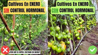 ¿PORQUE ES TAN DIFÍCIL CULTIVAR HORTALIZAS EN ENERO CÓMO HACERLO SIN SUFRIR [upl. by Nosnarb]