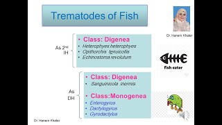 Trematodes 3 Fish Trematodes [upl. by Sair]