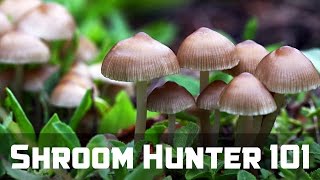 ShroomHunter 101 Identify Wild Magic Mushrooms Psilocybin [upl. by Crim]