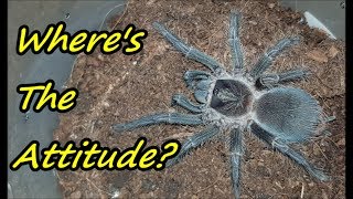 Tarantula Rehouse 8 Phormictopus atrichomatus so UNDERRATED [upl. by Maher]