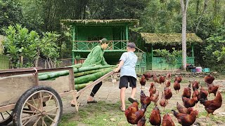 Move the castrated roosters to a new coop and plant squash and chayote in the garden [upl. by Krum]