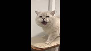 Big British shorthair cat meows [upl. by Suivart469]