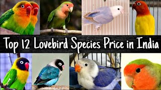 Top 12 Love Birds Species Price in India 2022 [upl. by Aihc]