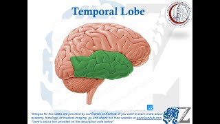 Brain Anatomy 4 Temporal Lobe [upl. by Marlon149]