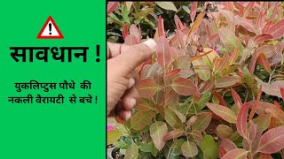 युकलिप्टुस के पौधे की किस्मे कैसे पहचाने  best eucalyptus variety  हाइब्रिड यूकेलिप्टस की खेती [upl. by Hutchison]