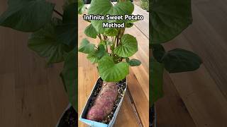 Infinite Sweet Potato Method gardening [upl. by Gniy]