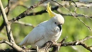 SulphurCrested Cockatoo Sounds  Birds of Australia Home Zoo [upl. by Yoho]