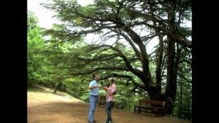 The World Cedar Trees in Lebanon [upl. by Rochelle]