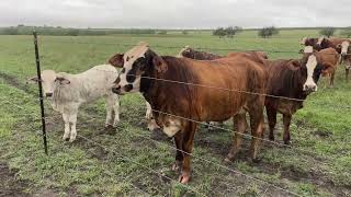 F1 Braford Bred Heifers and pairs in South Texas [upl. by Telrats776]