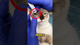 Why do People Put Gel on Cats Eyes 🤯 [upl. by Miquela814]