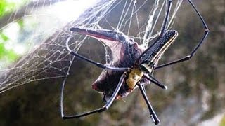 GIANT SPIDER EATS BATS [upl. by Arvid107]