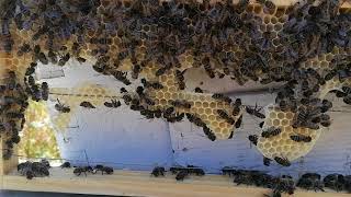 ¿Cómo salvar a las abejas  EXPLAINERS [upl. by Barbarese744]