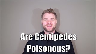 Are Centipedes Poisonous [upl. by Nore]