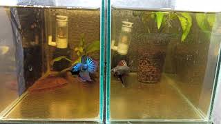 Betta mahachai quotgreenquot vs Betta smaragdina quotcopperquot [upl. by Joannes]