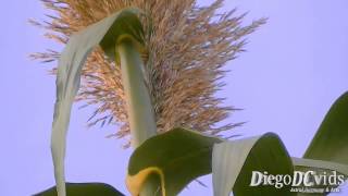 Arundo donax  Giant Cane  Canadoreino Arundineae [upl. by Atisusej]